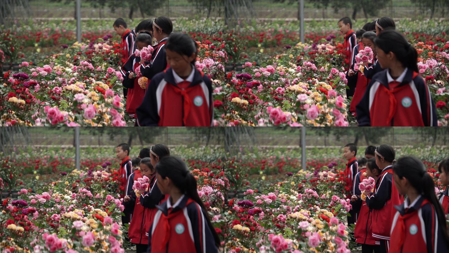 学生们观看月季花卉