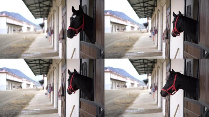 好奇的赛马在户外的马厩里停着