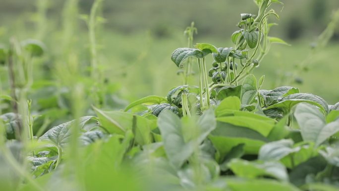 农业产业化山药苗种植生长