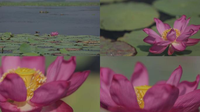 14荷花花蕊湖里的荷花盛开的荷花莲花莲子