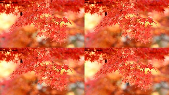 秋季背景枫叶