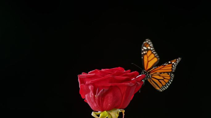 黑底红玫瑰上飞舞的蝴蝶