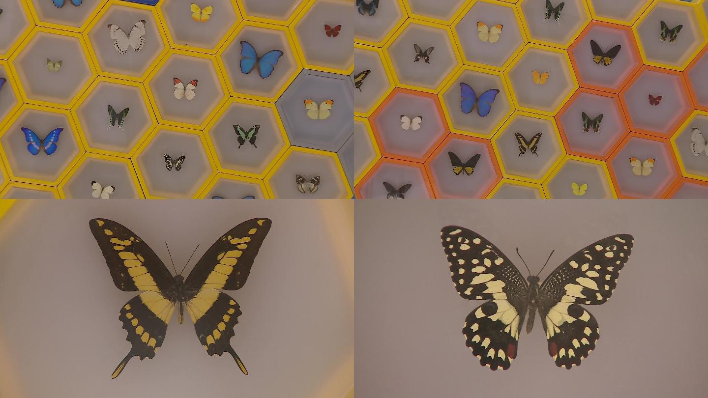 蝴蝶各品种标本展示