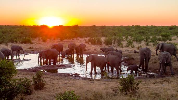 大象从水坑喝水吗生态象群野生象