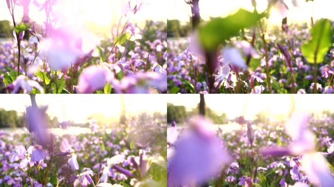 日落时的小花花紫罗兰春季