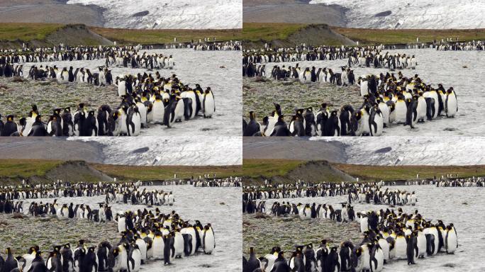 南乔治亚州国王企鹅的大群体