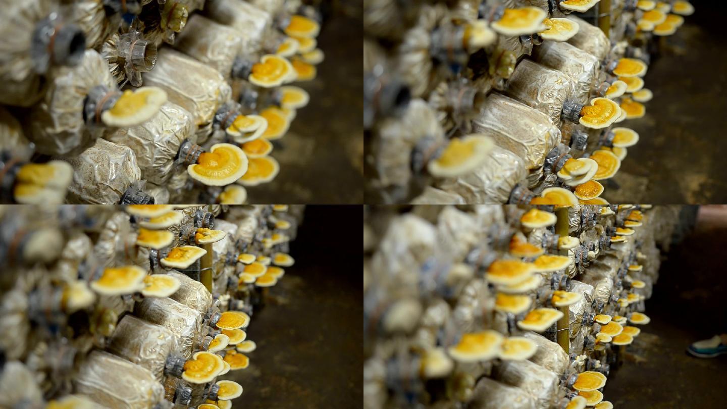 淘洗：货架上成熟的灵芝蘑菇