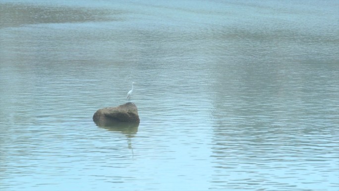 湖面上的白鹭
