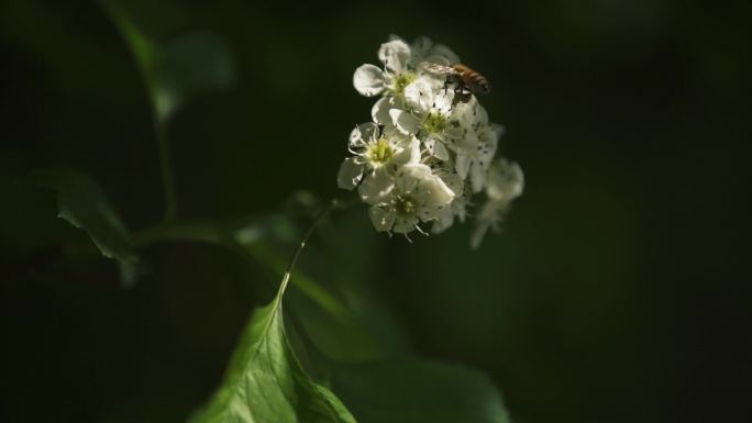 山楂树 山楂花 春天 蜜蜂采蜜 蜜蜂