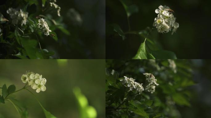 山楂树 山楂花 春天 蜜蜂采蜜 蜜蜂