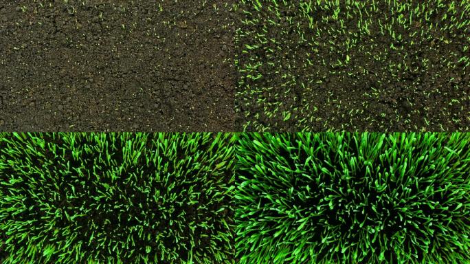 草坪发芽。俯视图发芽延时希望