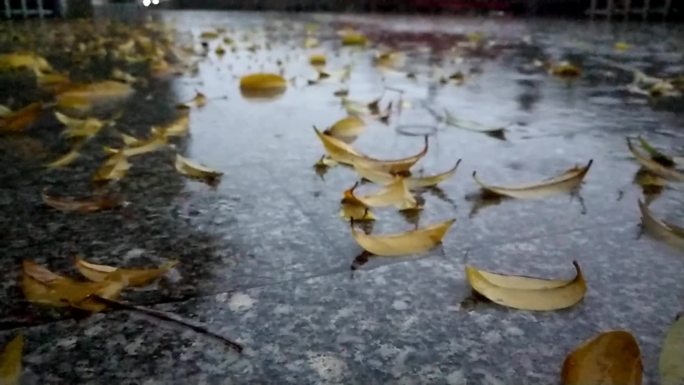 雨夜雨水雨点落花地上的落叶雨夜落叶