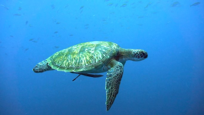 濒危物种绿海龟