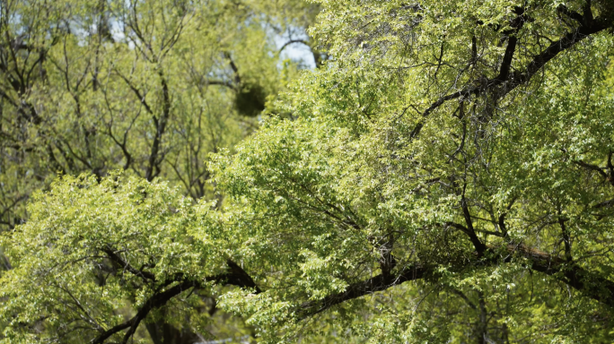 春天嫩绿茂密的树木树叶-唯美绿色