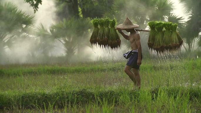 农民在雨季种植水稻。他被水和泥土浸透，准备播种。