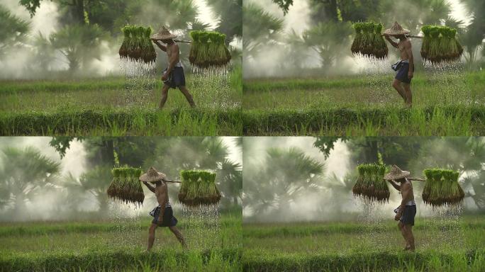 农民在雨季种植水稻。他被水和泥土浸透，准备播种。