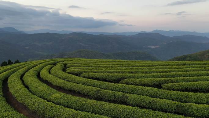 春天的茶园，无人机视角