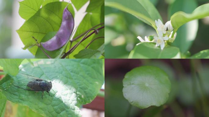 蔬菜水果植物花卉高清实拍素材