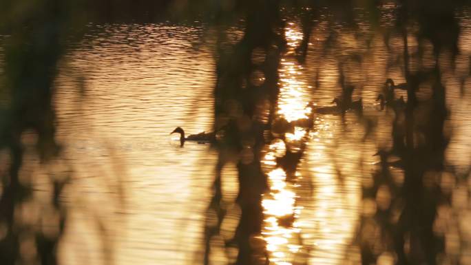 夕阳下河里的鸭子养鸭湖里的鸭子野鸭麻鸭