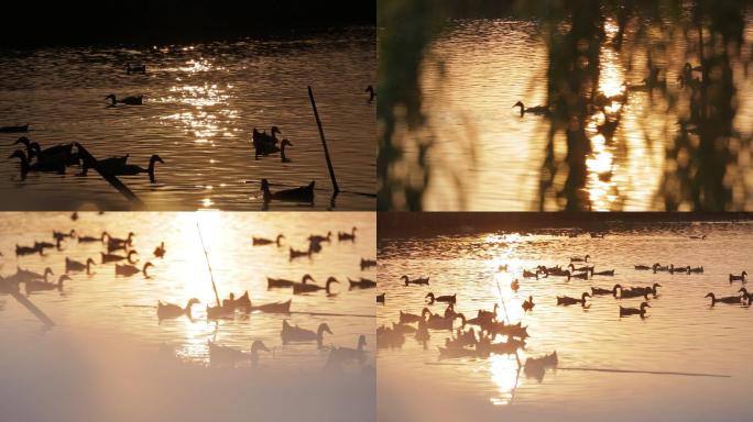 夕阳下河里的鸭子养鸭湖里的鸭子野鸭麻鸭