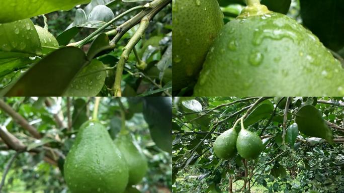 柚子生长过程小柚果生长阶段未成熟的沙田柚