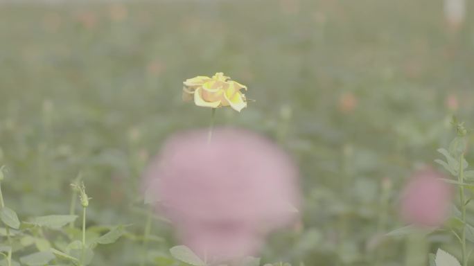 高科技大棚培育玫瑰花空镜