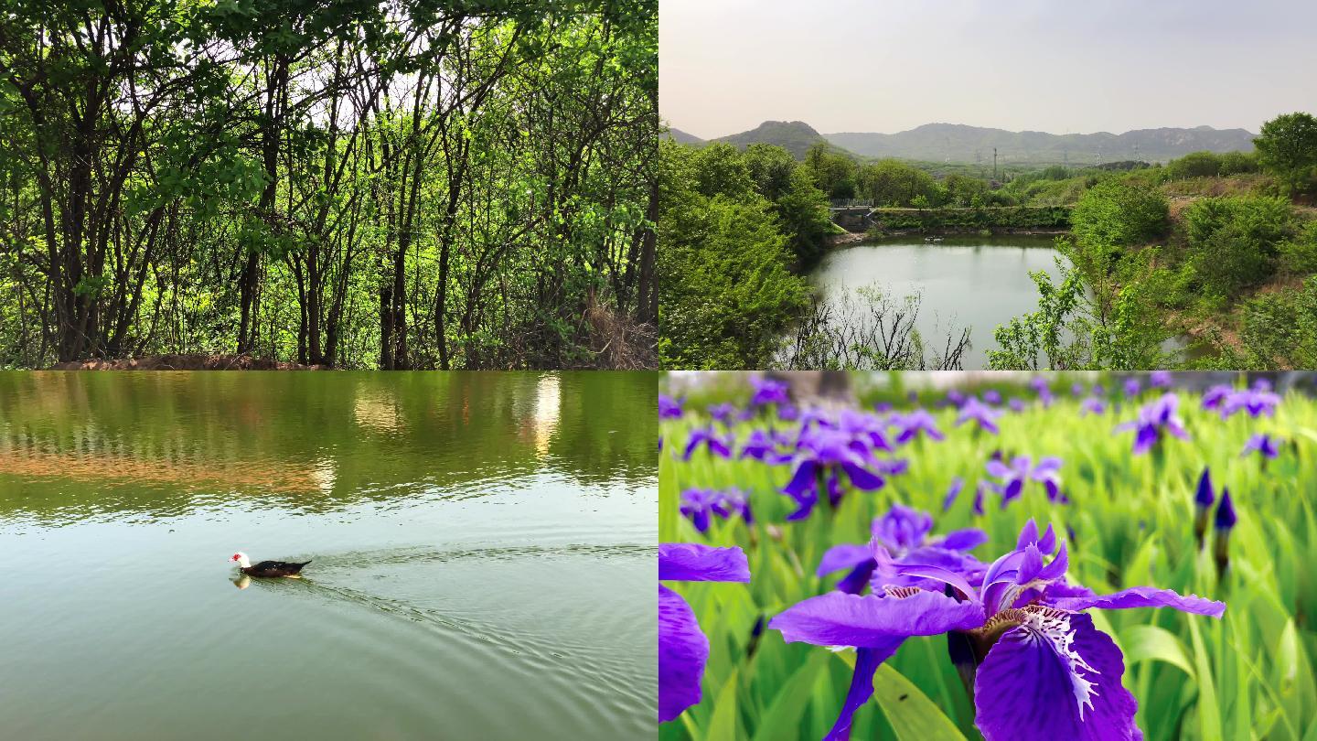 立夏山林美景鲜花盛开蜜蜂采蜜鸭子游泳