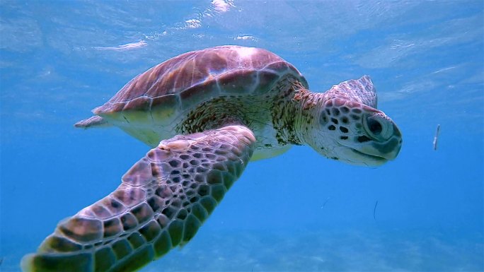 在阿库马尔湾附近的加勒比海，与绿海龟一起浮潜——里维埃拉玛雅/Cozumel，Quintana Ro