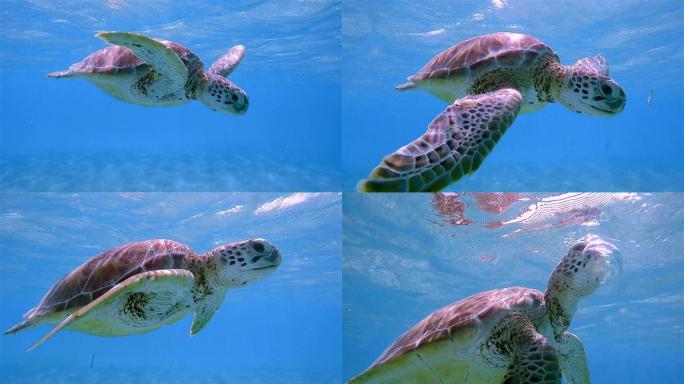在阿库马尔湾附近的加勒比海，与绿海龟一起浮潜——里维埃拉玛雅/Cozumel，Quintana Ro