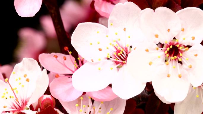 粉红樱桃树开花盛开