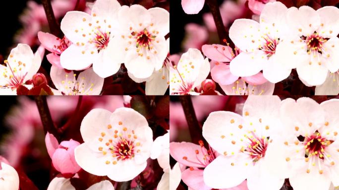 粉红樱桃树开花盛开