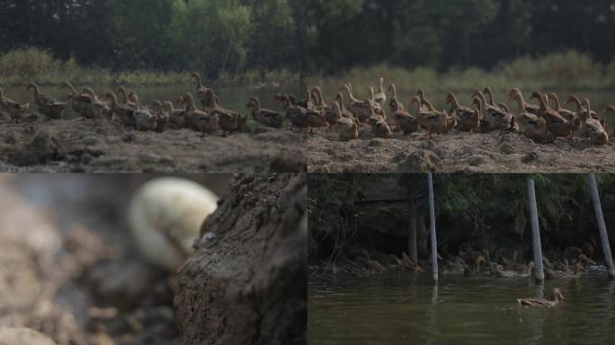 河边河滩上的鸭子鸭蛋养鸭养殖农业野鸭
