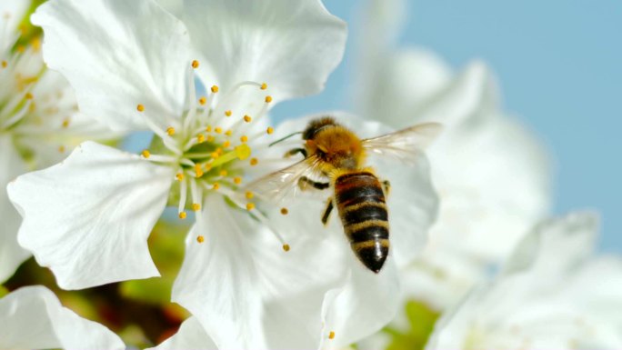 SLO MO LD Carinolan蜜蜂紧紧抓住白色樱花的雄蕊