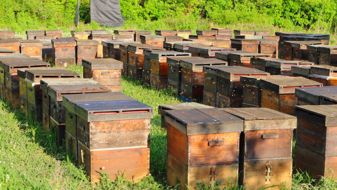 蜂箱、蜂蜜、养蜂地