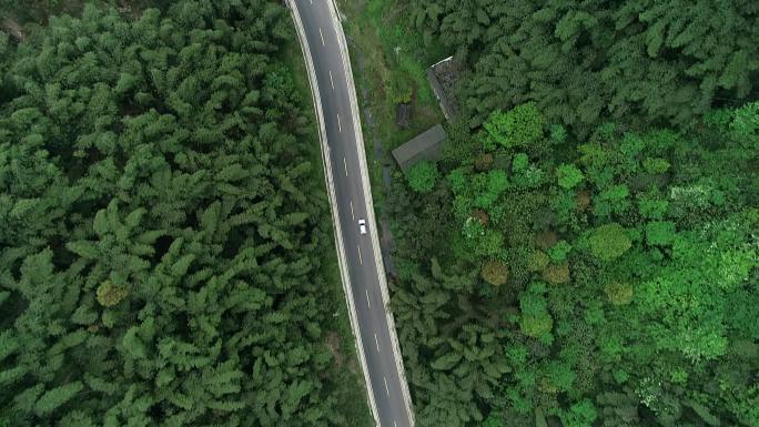 竹海 森林公路俯拍 大自然中穿梭