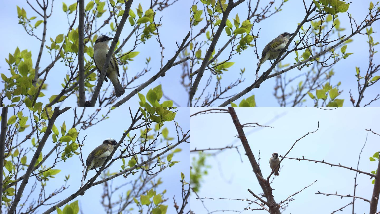 树上的鸟儿 白头翁 麻雀