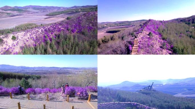 彩云岭杜鹃花 映山红  达子香