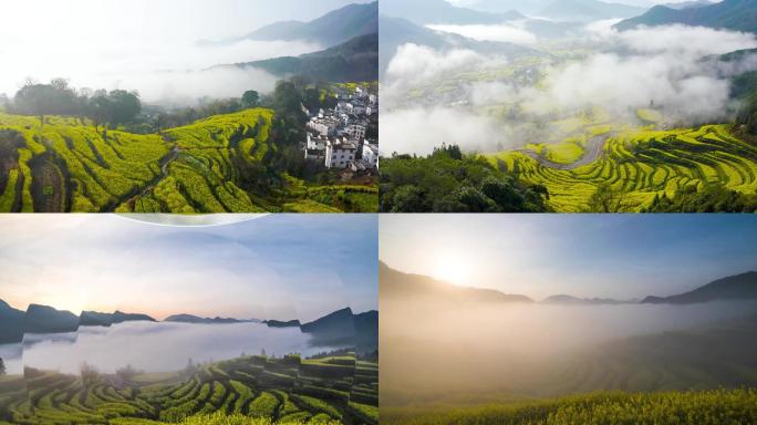 美丽婺源江岭油菜花梯田春季风景