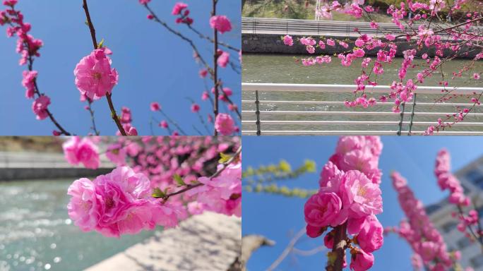 春天盛开的花朵