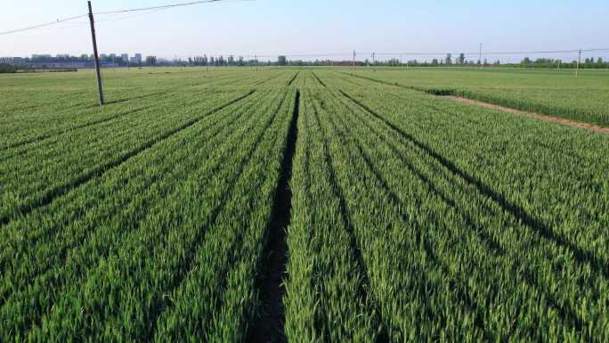 航拍麦田农田五月的小麦生态农场