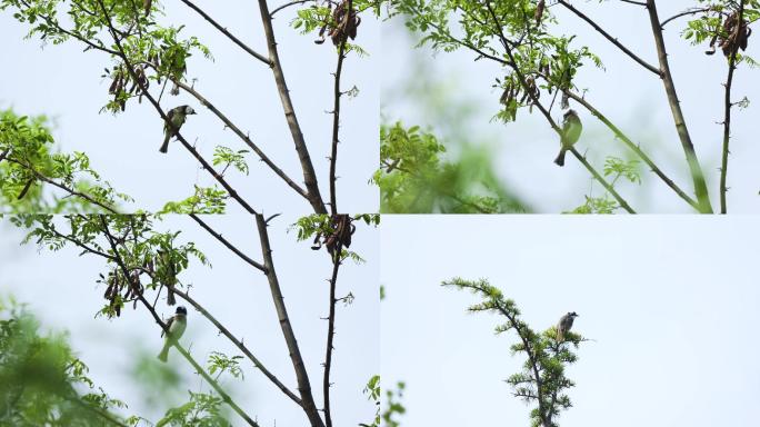 树上的白头翁鸟儿们