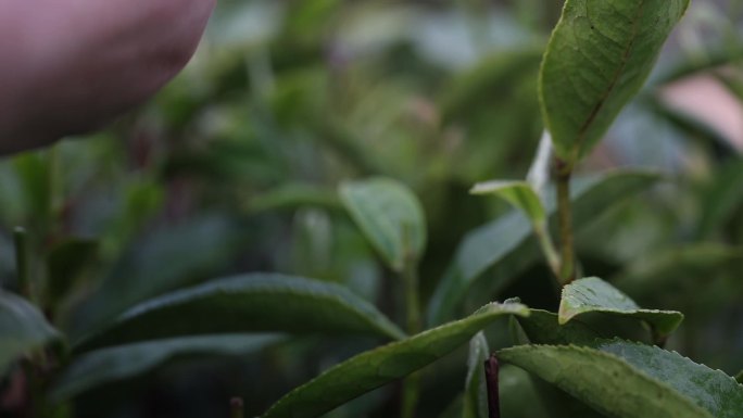 茶园采摘