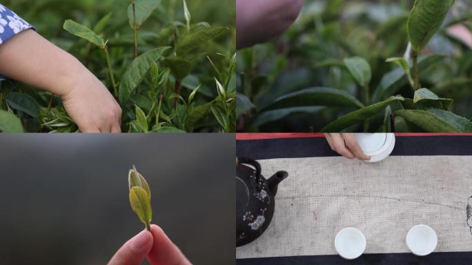 茶园采摘
