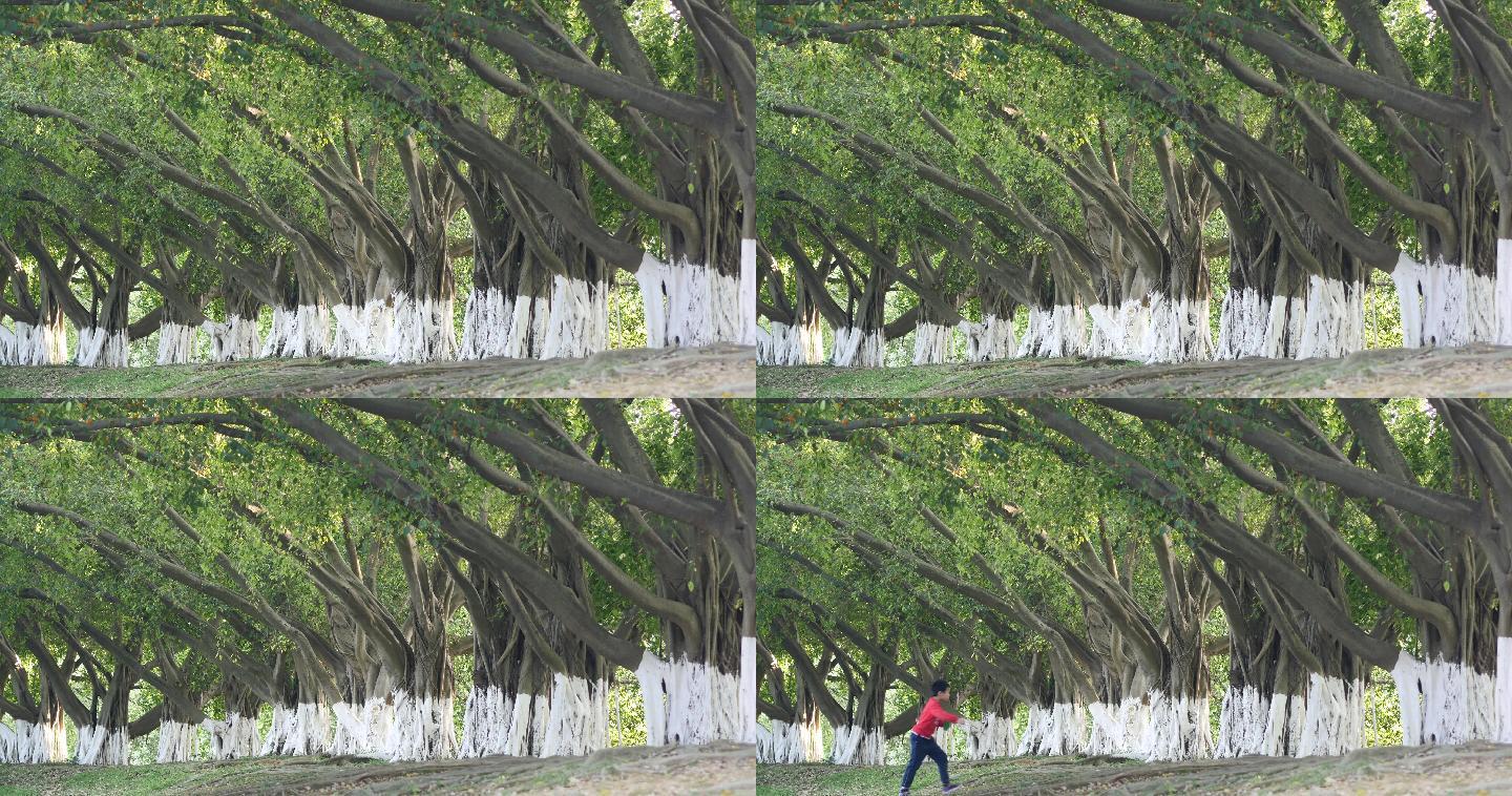 4K实拍广州番禺大夫山森林公园榕树