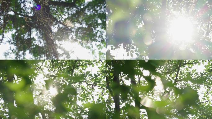 逆光空镜头-多组树叶空镜头4k