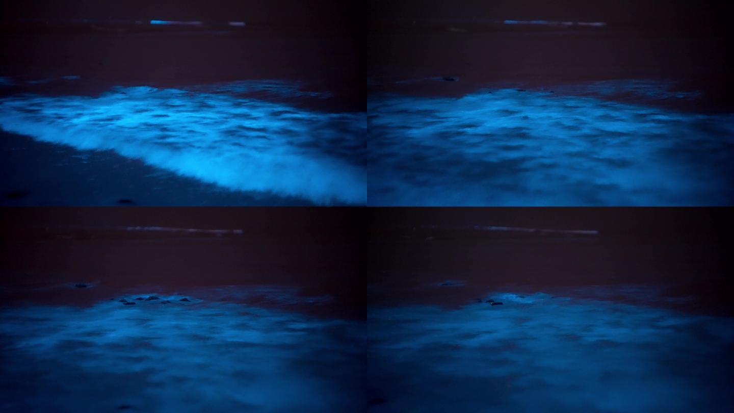 【4K正版】蓝眼泪荧光海汹涌海浪视频素材