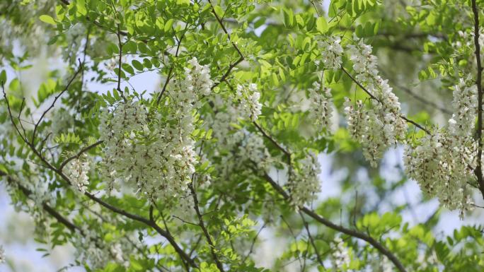 槐树花蜜蜂采蜜