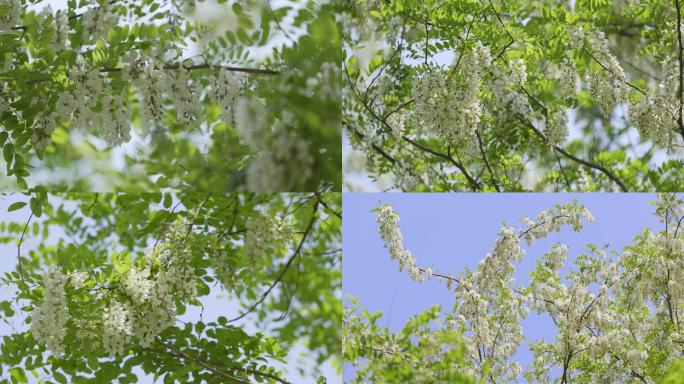 槐树花蜜蜂采蜜