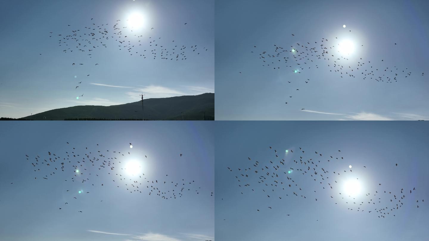【4K正版】航拍候鸟成群迁徙慢动作镜头