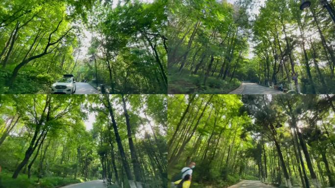 4K60帧 森林小道 阳光 绿道 自驾游